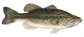 Large Mouth Bass, Mark's Marine Inc.