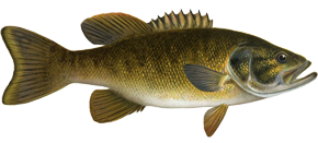 Small Mouth Bass